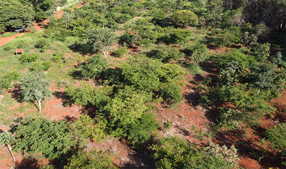 Reflorestamento cerrado